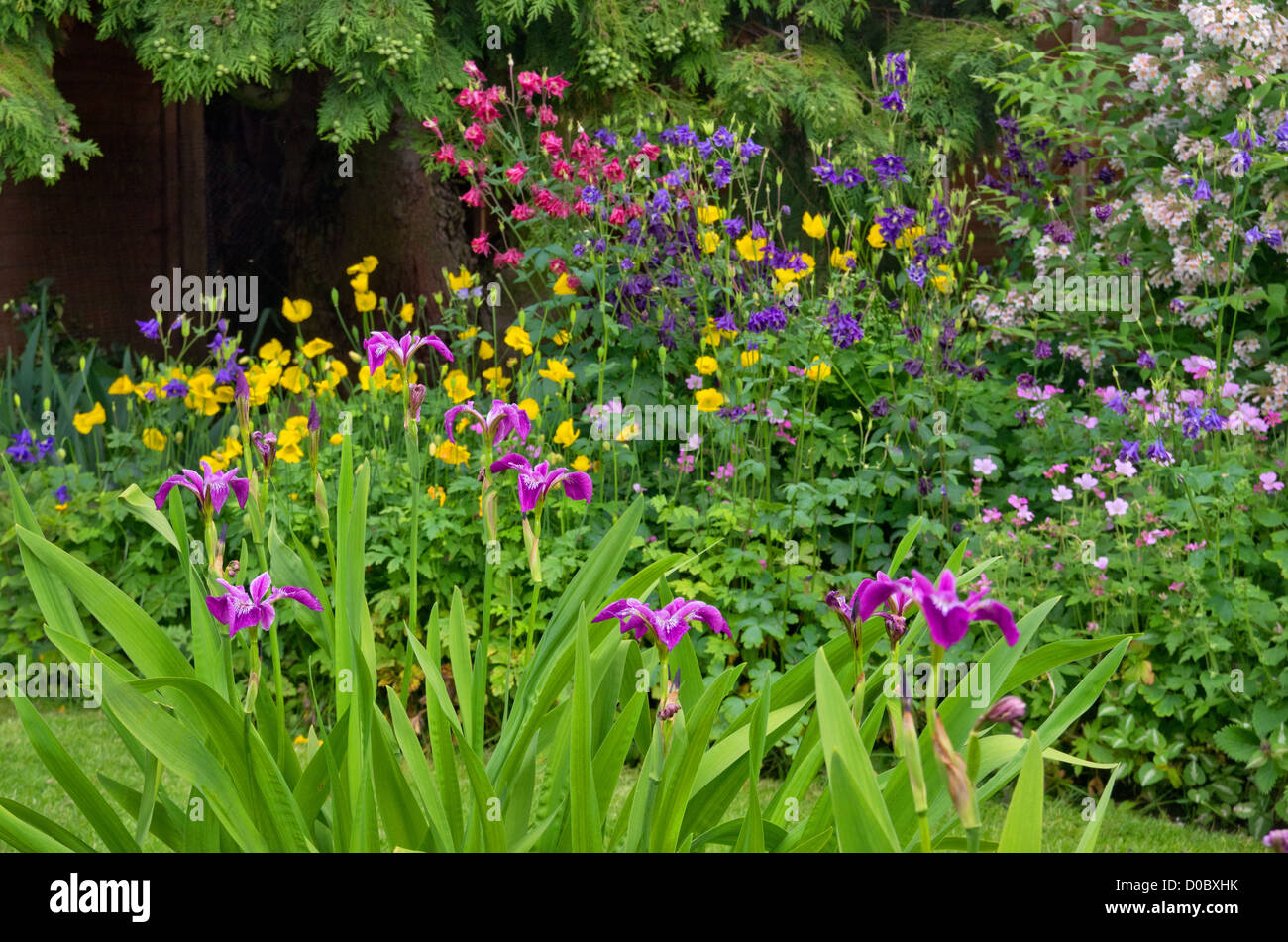 Iris laevigata, Welsh coquelicots, aquilegia,géranium, kolkwitzia dans notre jardin Banque D'Images