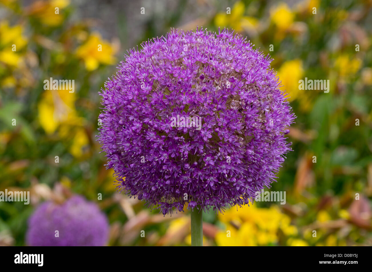 'Allium Giganteum' Banque D'Images