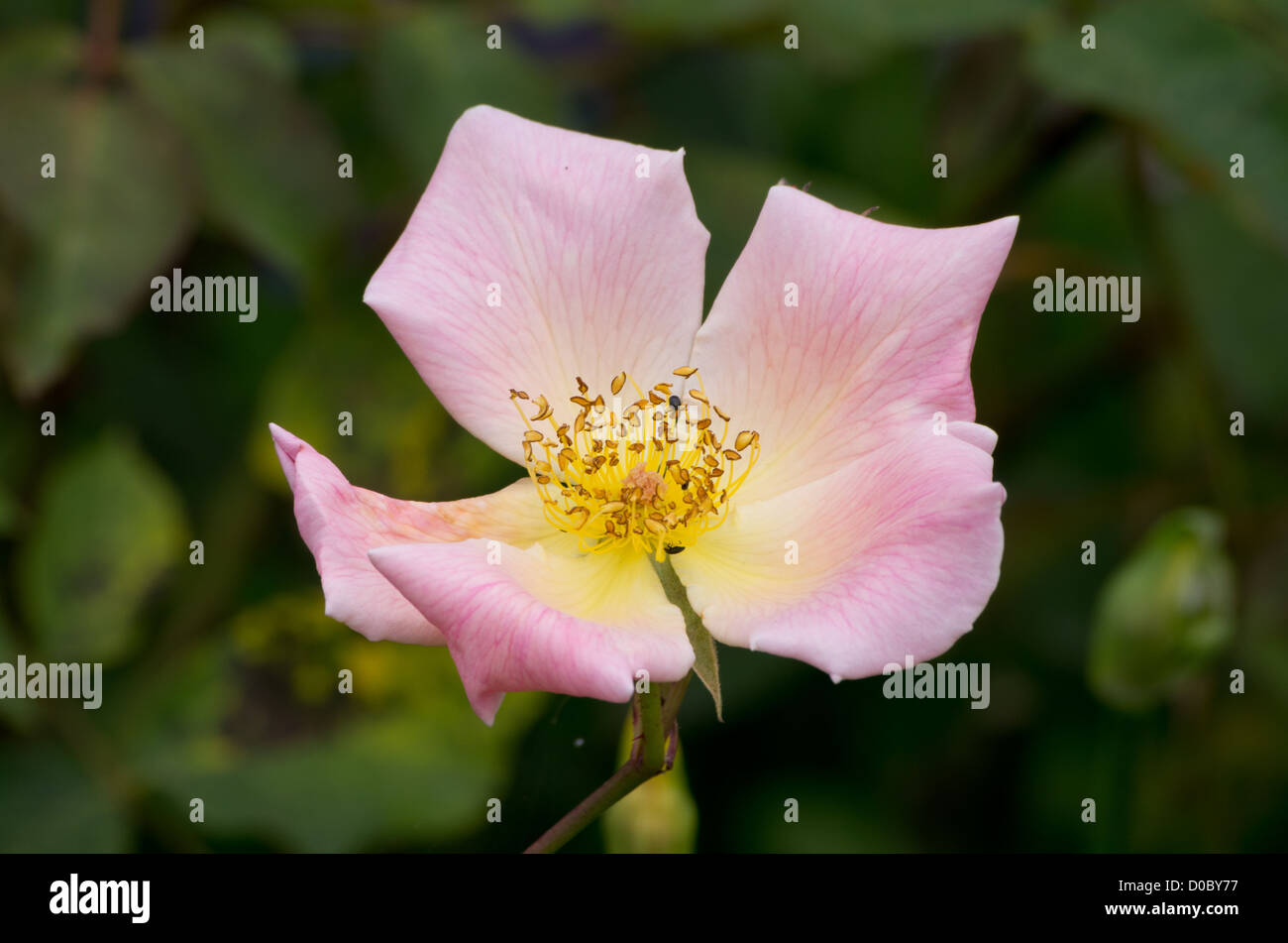 Rose Thé hybride 'élégance' Irlandais Banque D'Images