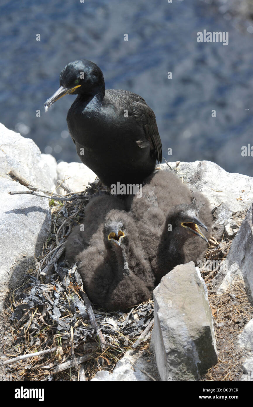 Shag avec les poussins sur des îles Farne cliff Banque D'Images