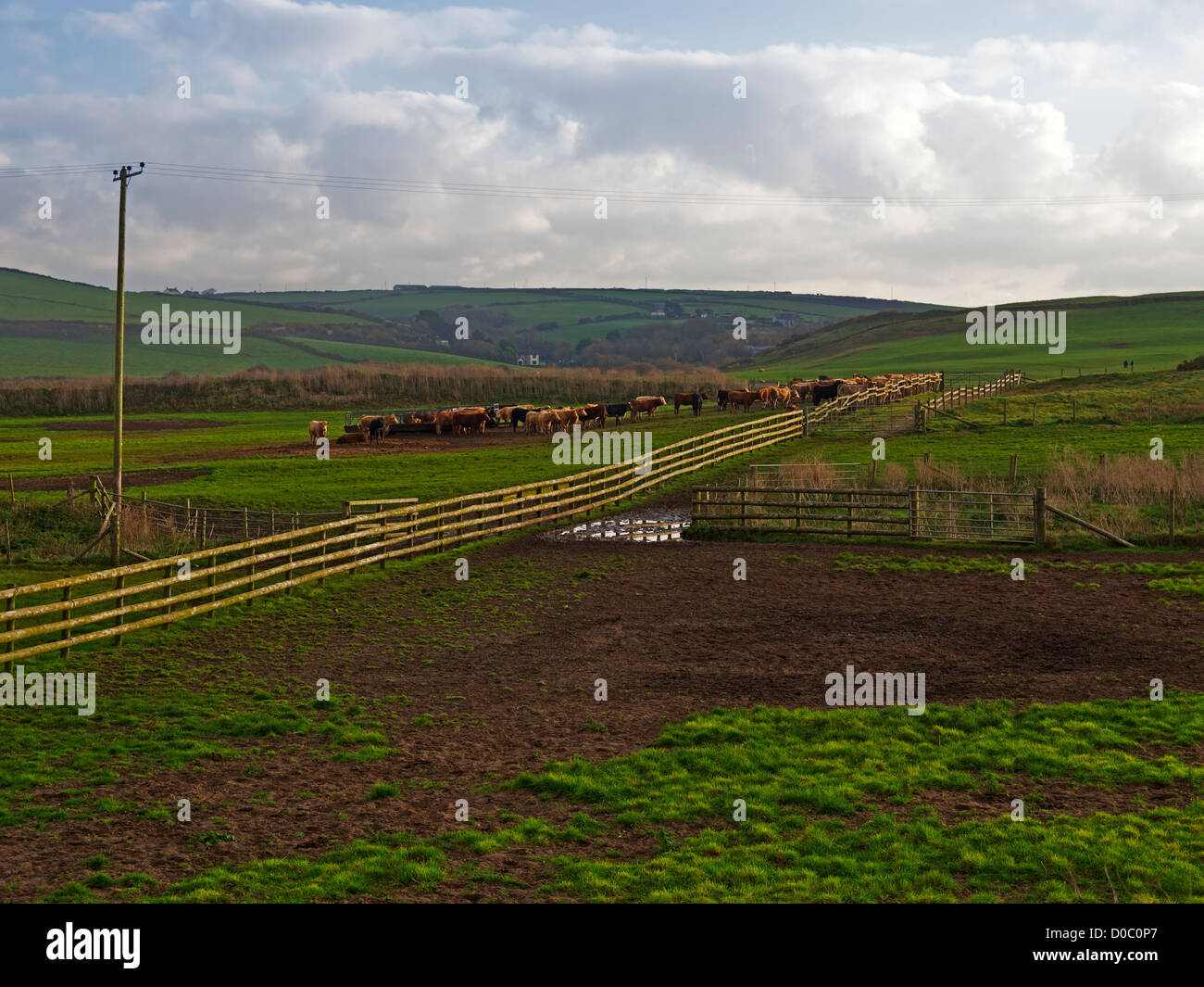 Du bétail dans un champ à Gwithian, Cornwall Banque D'Images