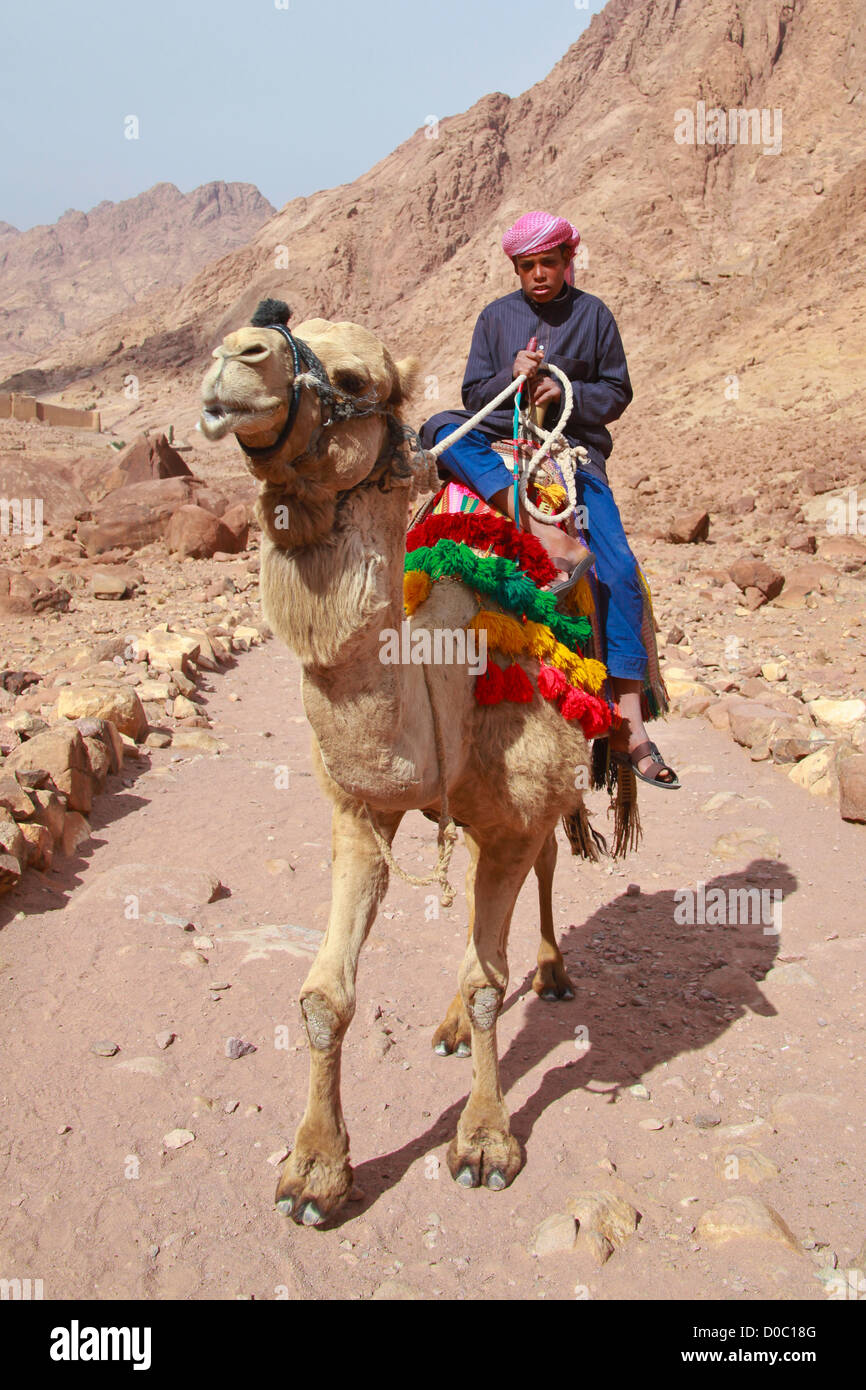 Egypte - 5 février : Camel escalade guide au Mont Sinaï le 5 février 2011 à St Catherine's district, l'Égypte. Banque D'Images
