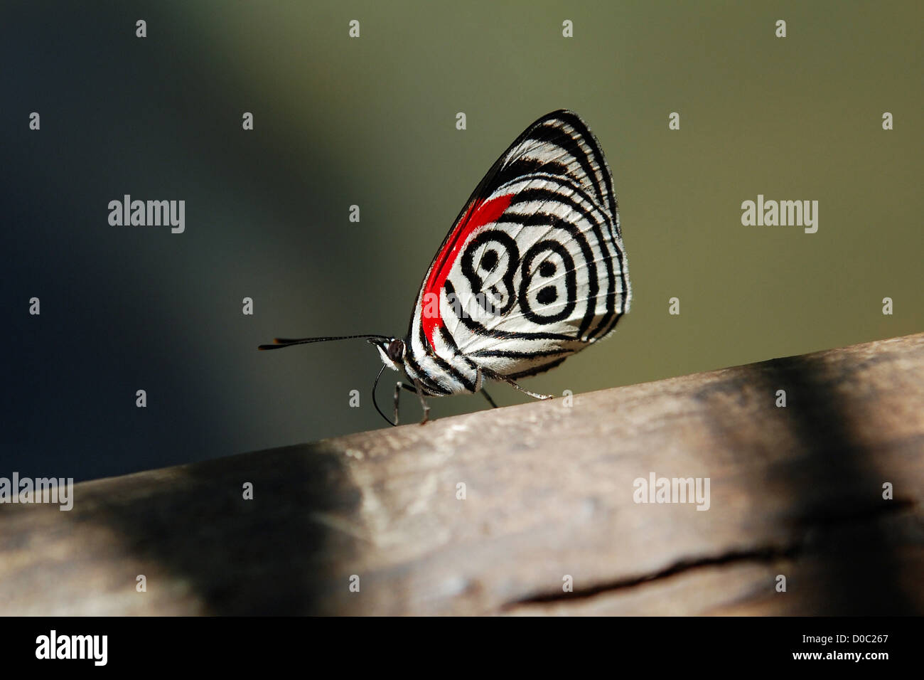 Anna's 88 Papillon au Parc National de l'Iguazu Banque D'Images