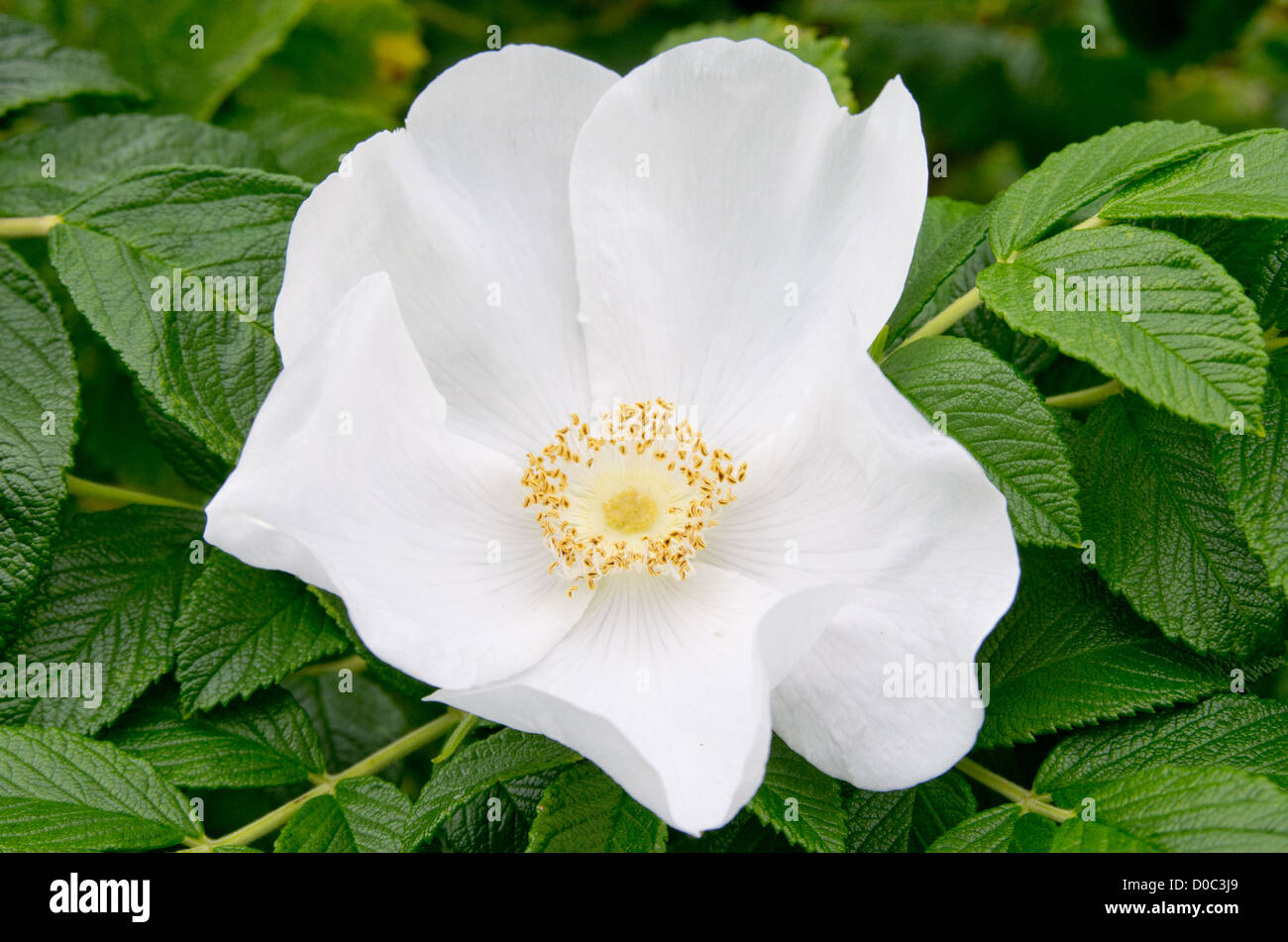 Rosa Rugosa 'Alba' Banque D'Images