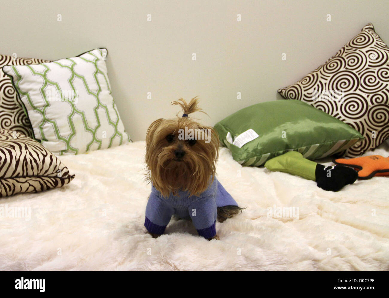 Henry le Barkley Animal Hotel & Spa de jour et la nouvelle Westlake Village Animal Hospital Le Barkley Hotel & Spa Westlake Village, Banque D'Images