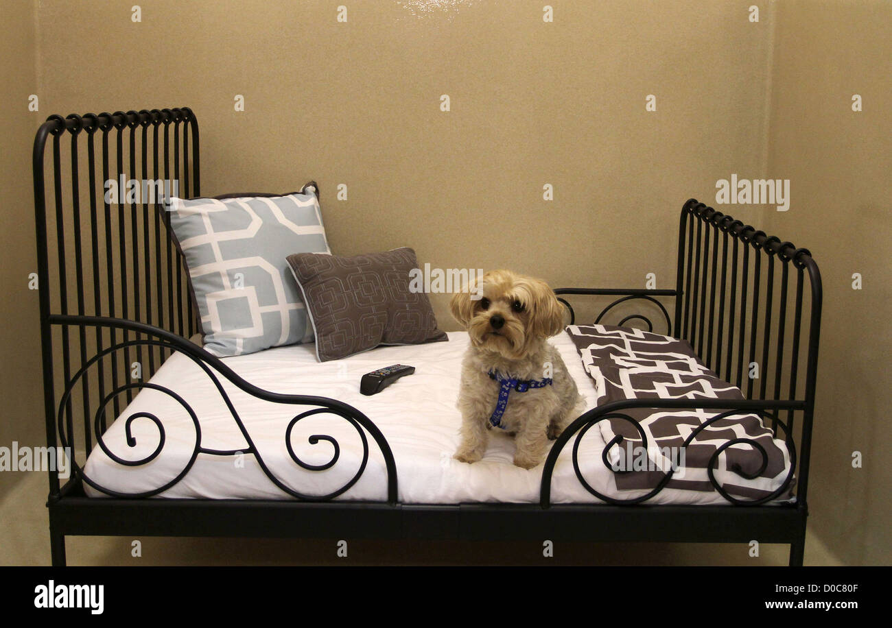 Le Chino Barkley Animal Hotel & Spa de jour et le nouveau village de Westlake à l'hôpital Animal Barkley Hotel & Spa Westlake Village, Banque D'Images