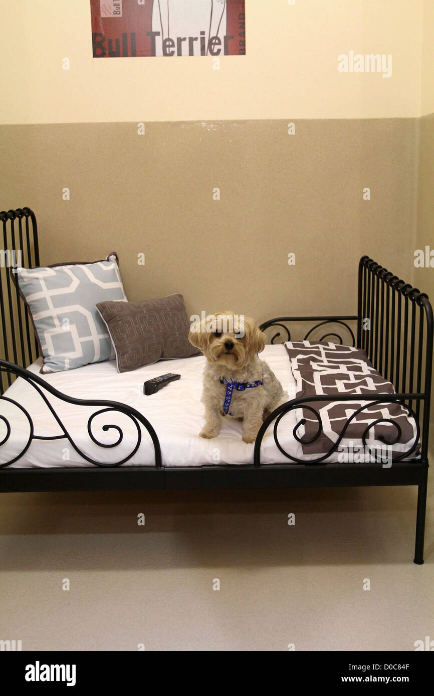 Le Chino Barkley Animal Hotel & Spa de jour et le nouveau village de Westlake à l'hôpital Animal Barkley Hotel & Spa Westlake Village, Banque D'Images