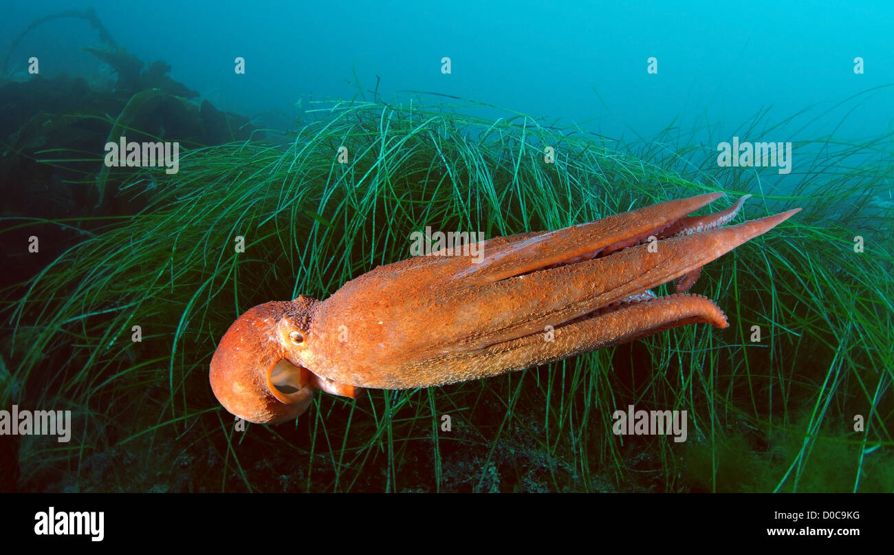 La pieuvre géante du Pacifique Nord, du Pacifique ou pieuvre géante (Enteroctopus dofleini), la mer du Japon, Extrême-Orient, Primorsky Krai, Russiar Banque D'Images