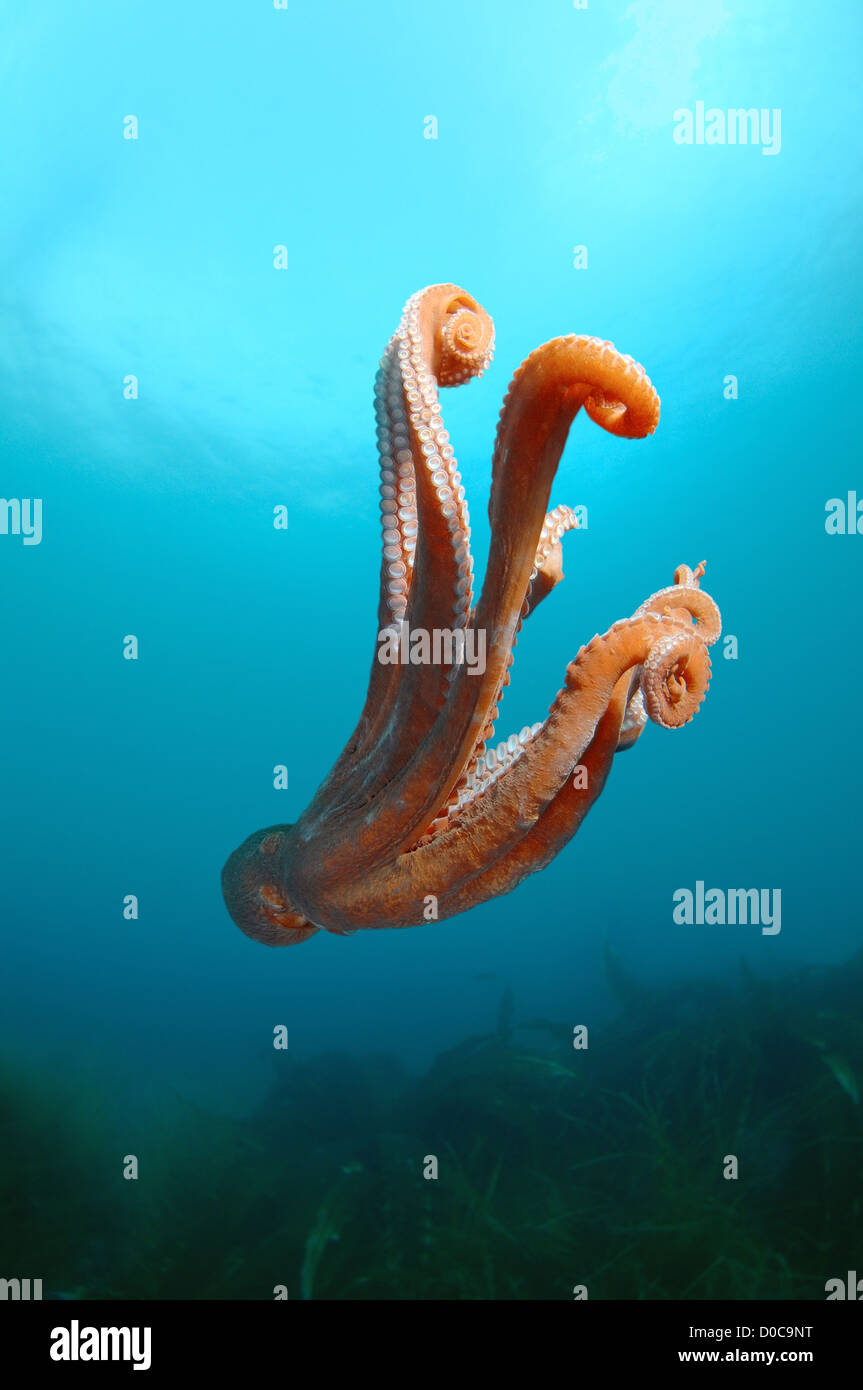 La pieuvre géante du Pacifique Nord, du Pacifique ou pieuvre géante (Enteroctopus dofleini), la mer du Japon, Extrême-Orient, Primorsky Krai, Russiar Banque D'Images