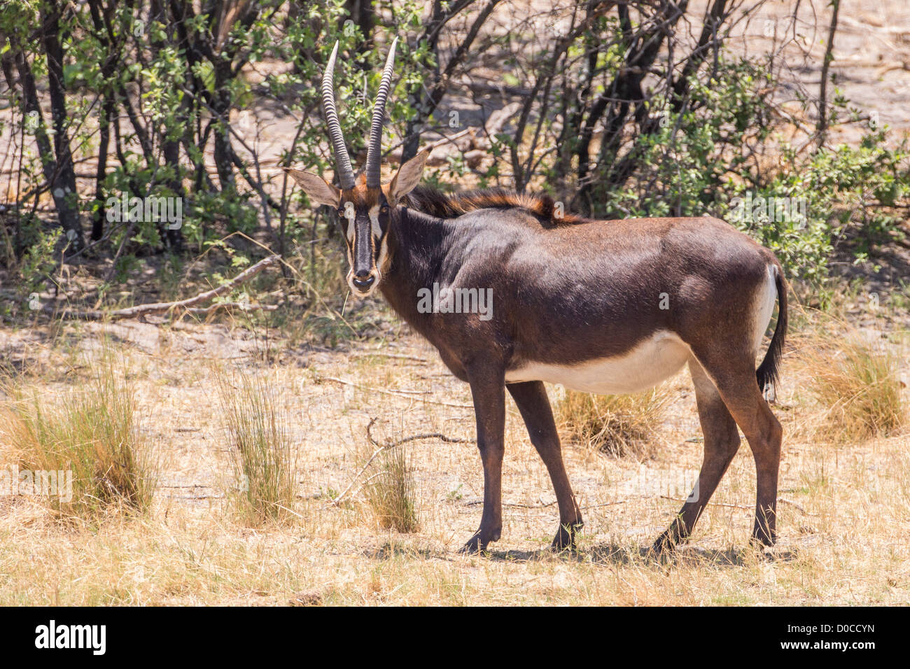 Hippotrague (Hippotragus niger) Babwata dans le parc national, la Namibie. Banque D'Images