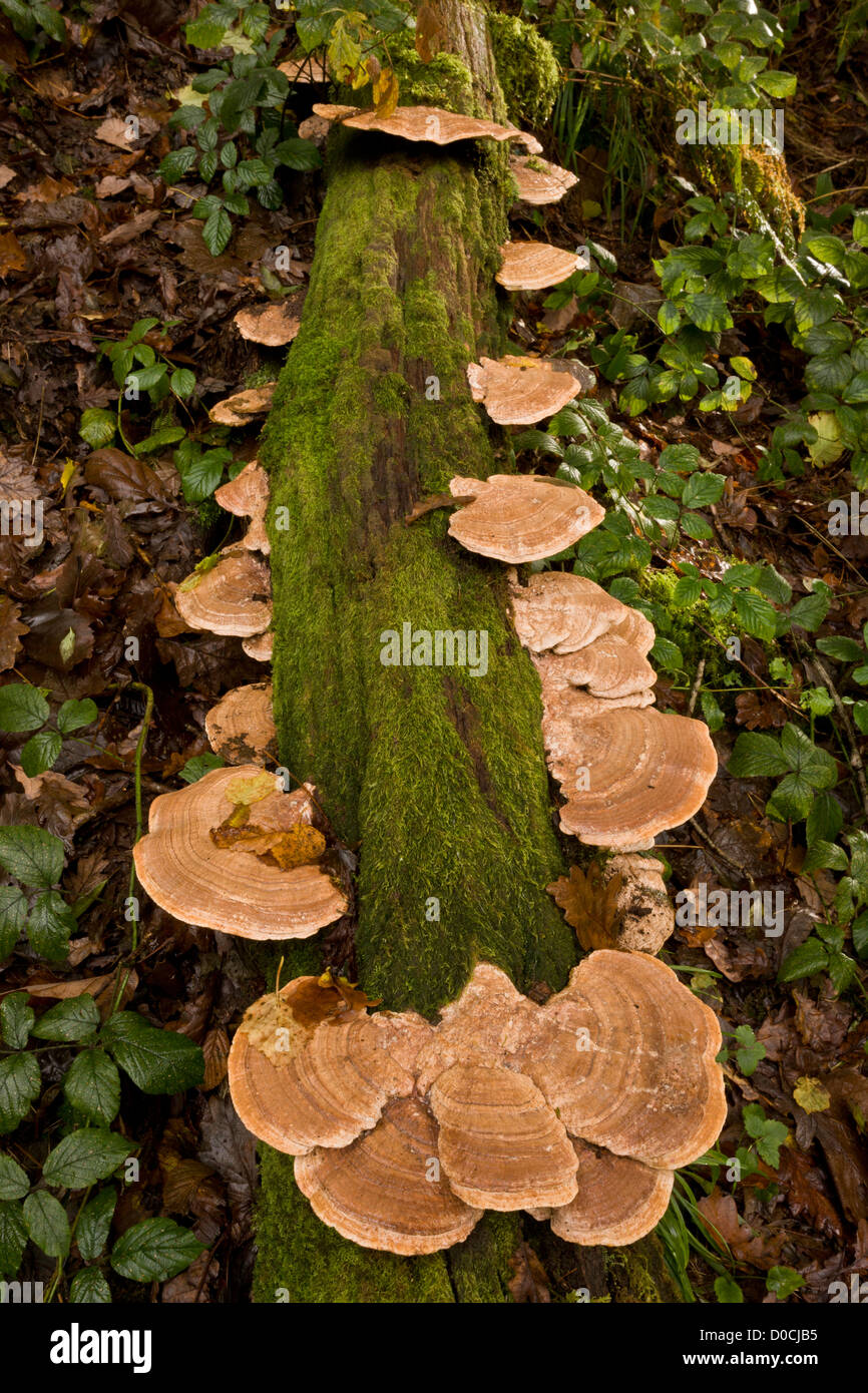 Mazegill Daedalea quercina (chêne) sur oak log en automne, Parc National d'Exmoor, Devon, England, UK Banque D'Images