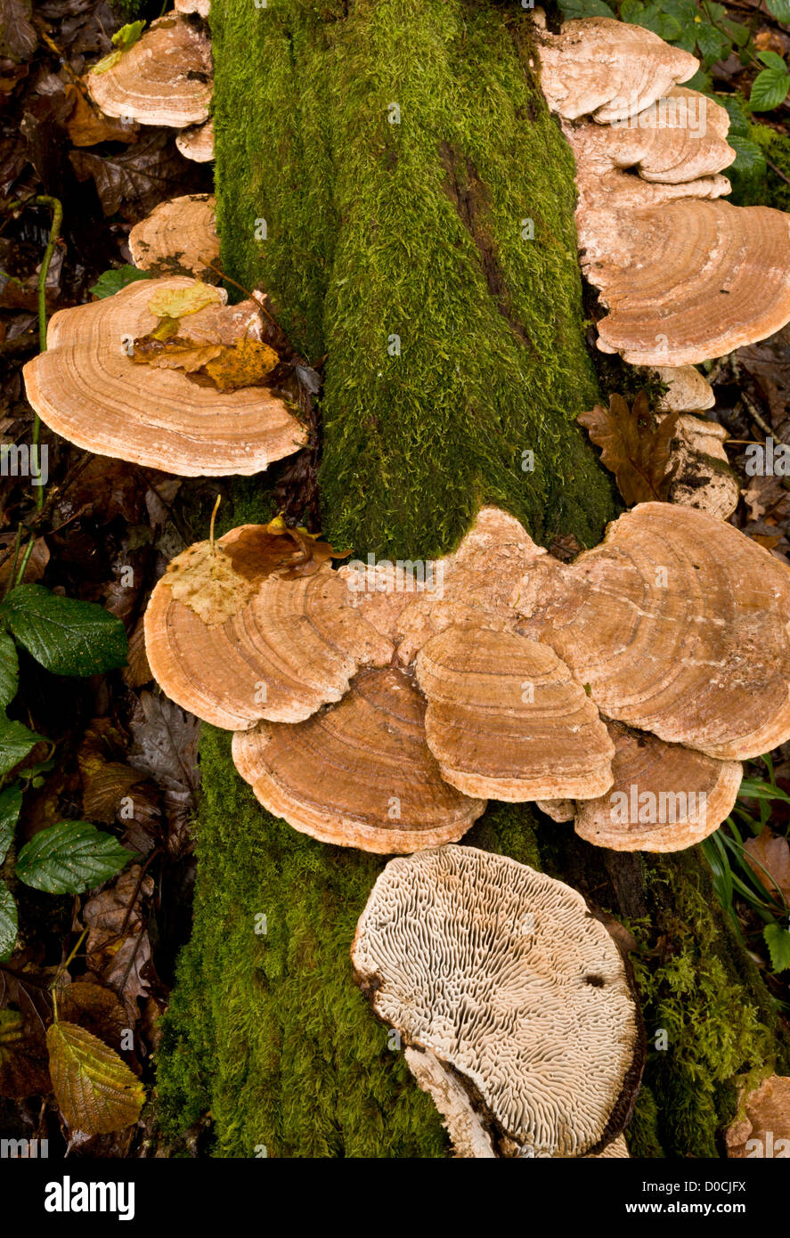 Mazegill Daedalea quercina (chêne) sur oak log en automne, Parc National d'Exmoor, Devon, England, UK Banque D'Images