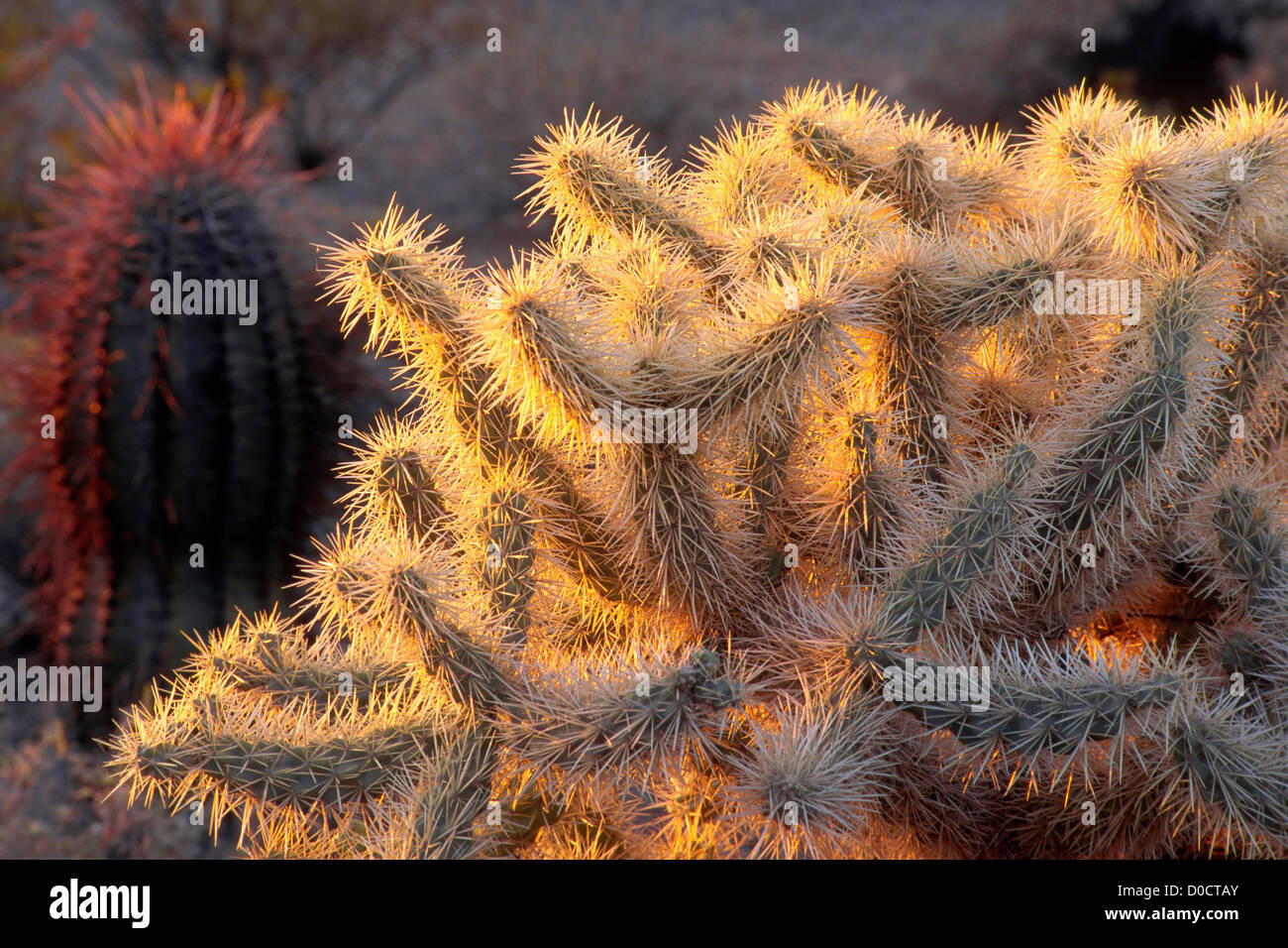 Le soleil qui illumine les épines opaque d'un cactus Cholla Banque D'Images
