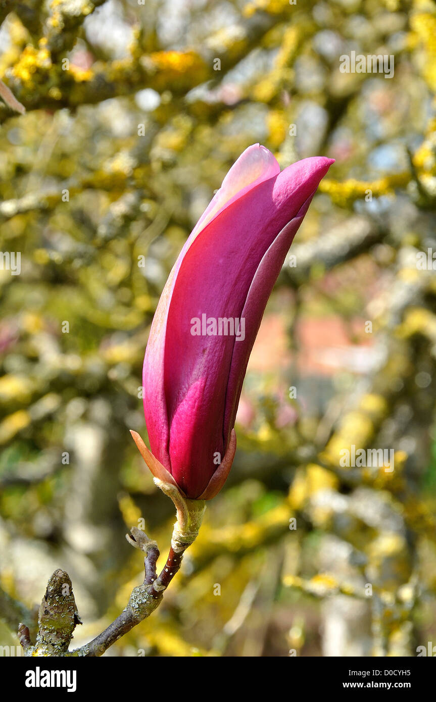 Lily Magnolia, Mulan Magnolia (Magnolia denudata), fleur cramoisie, en avril. Banque D'Images
