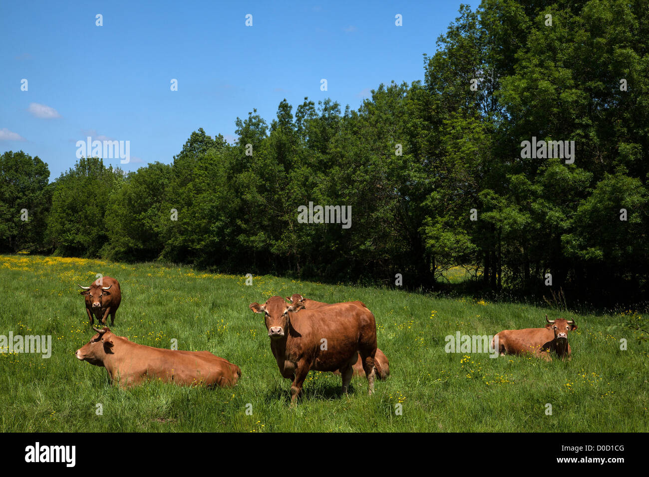 Vaches LIMOUSINES BOCAGE DE SAVIGNY-EN-VERON Indre-et-Loire (37) FRANCE Banque D'Images