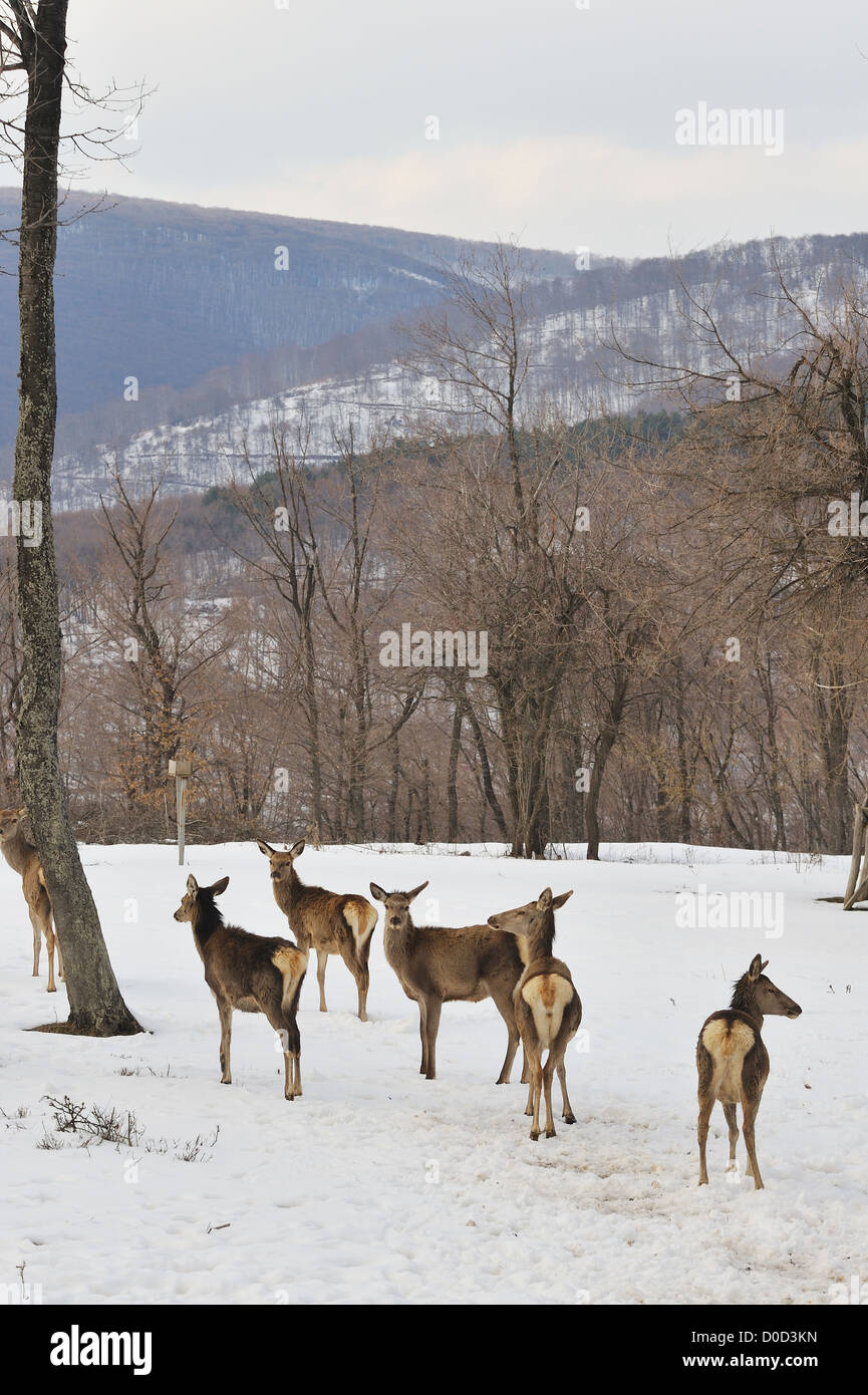 Roe deer en hiver Banque D'Images