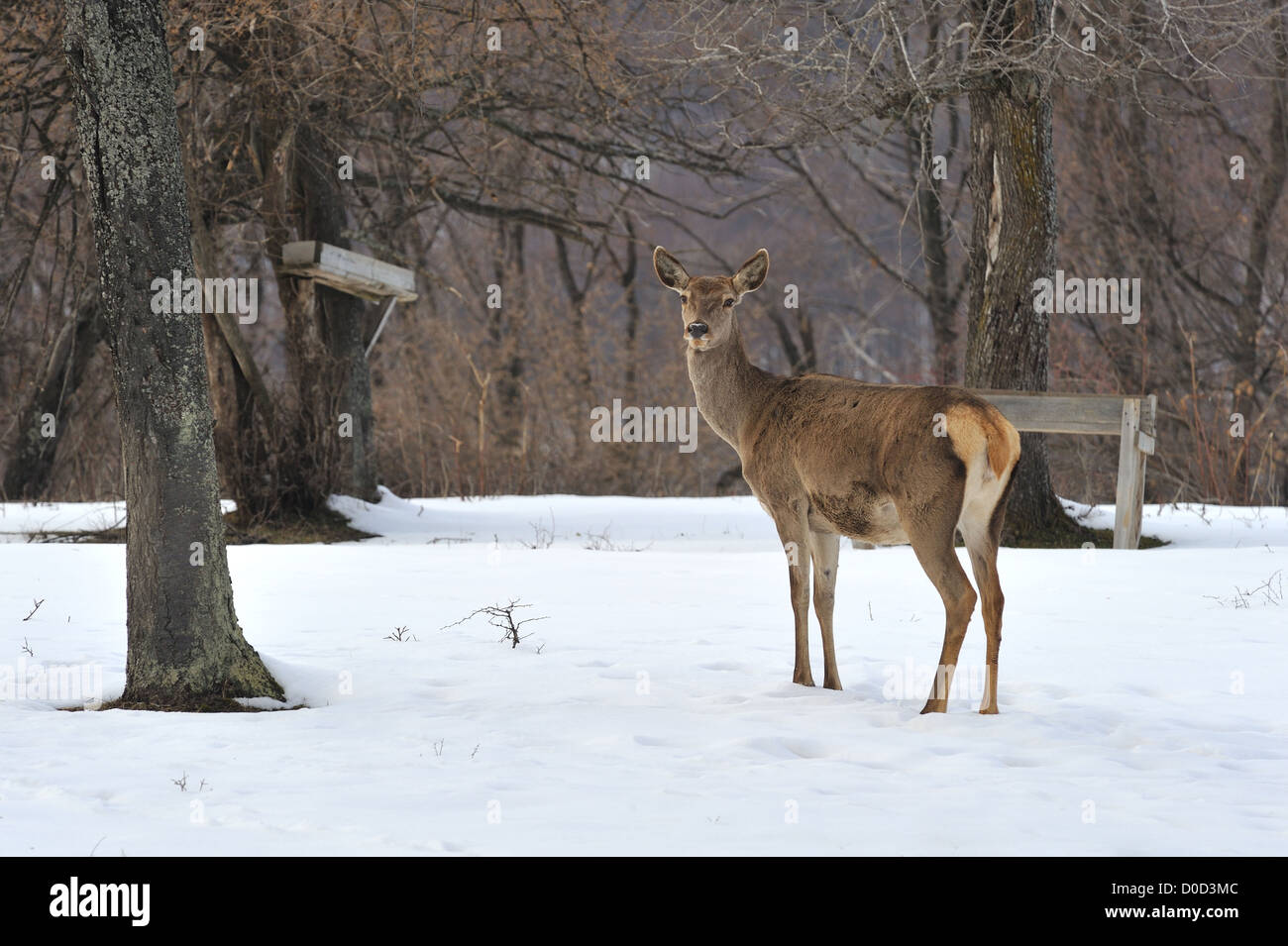 Roe deer en hiver Banque D'Images