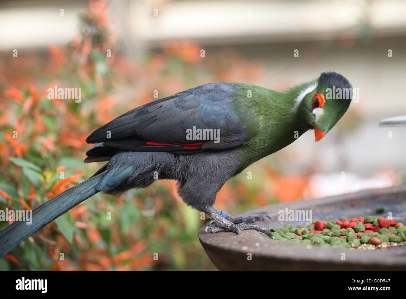 Oiseau sur une table Banque D'Images