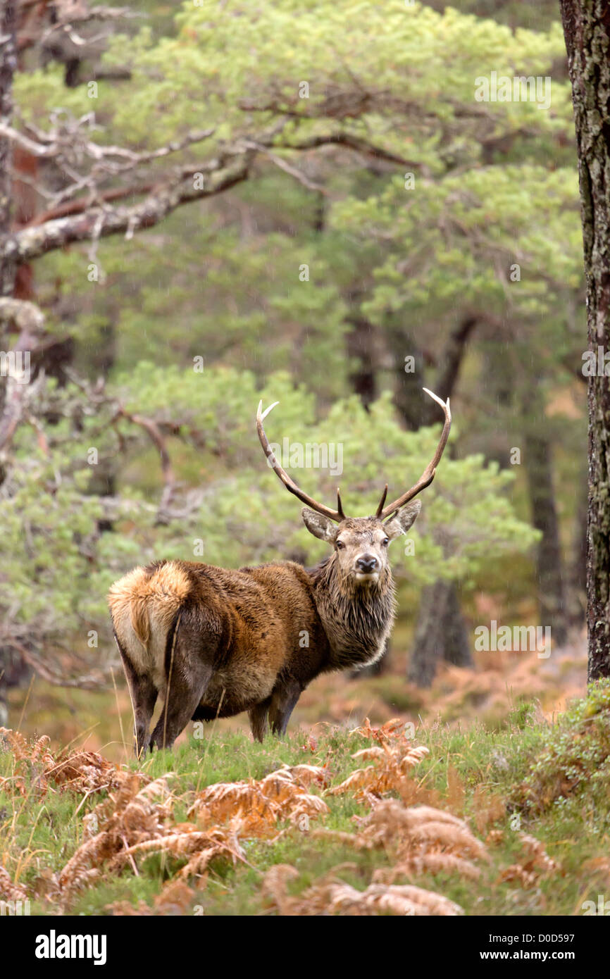 Red Deer cerf (Cervus elaphus) à l'état sauvage des Highlands écossais. Photographié dans Glen Cannich, Inverness-shire, Scotland Banque D'Images