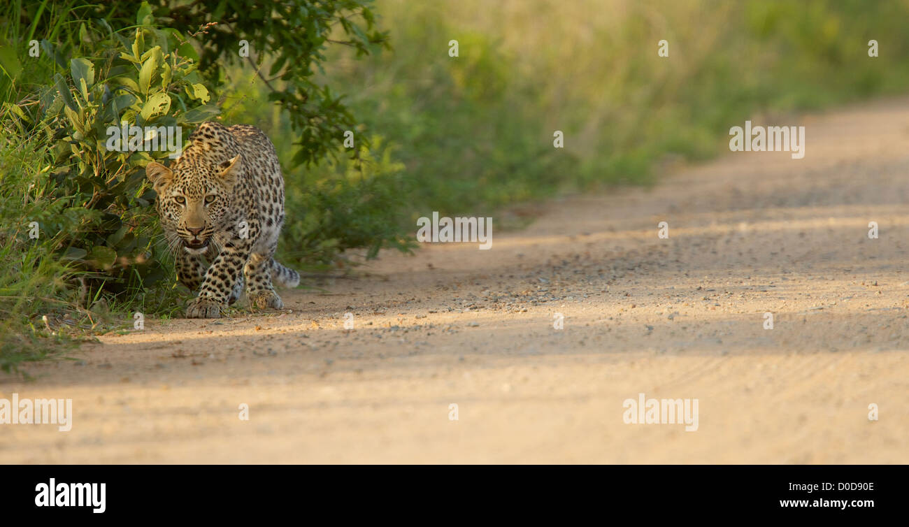 Léopards de la parc Kruger, Afrique du Sud Banque D'Images