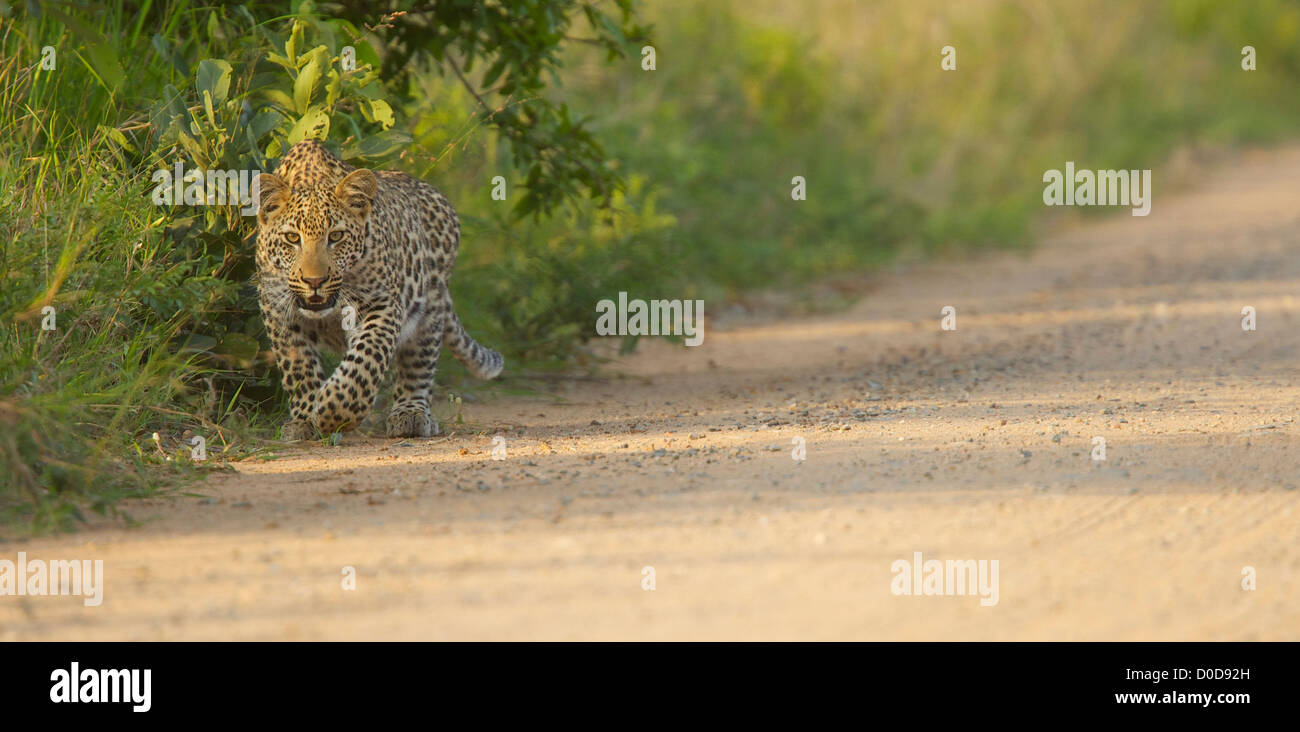 Léopards de la parc Kruger, Afrique du Sud Banque D'Images