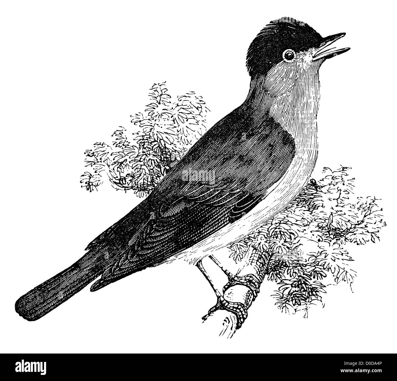 Blackcap oiseaux paruline illustration. Provenant d'un livre 'Le jeu' naturaliste par J.E. Taylor, Londres UK, 1889. Banque D'Images