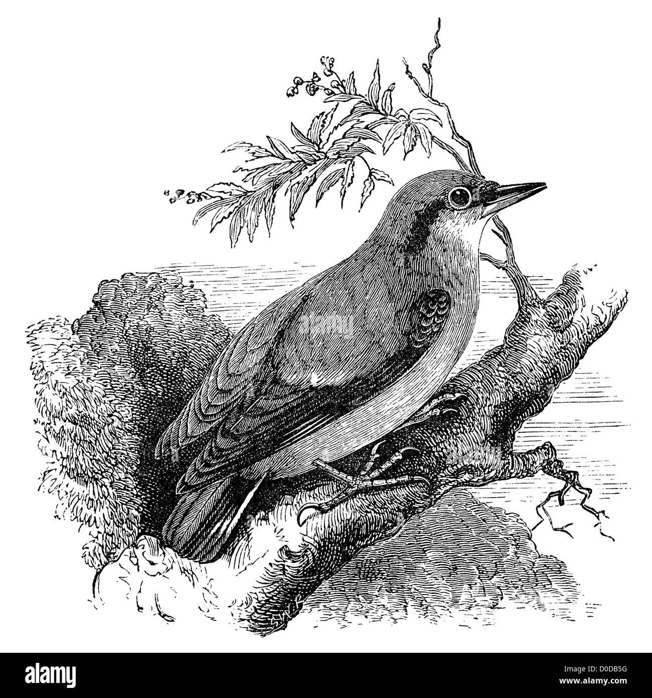 Oiseau sittelle on tree branch illustration. Provenant de la 'Playtime' naturaliste par J.E. Taylor, Londres UK, 1889. Banque D'Images
