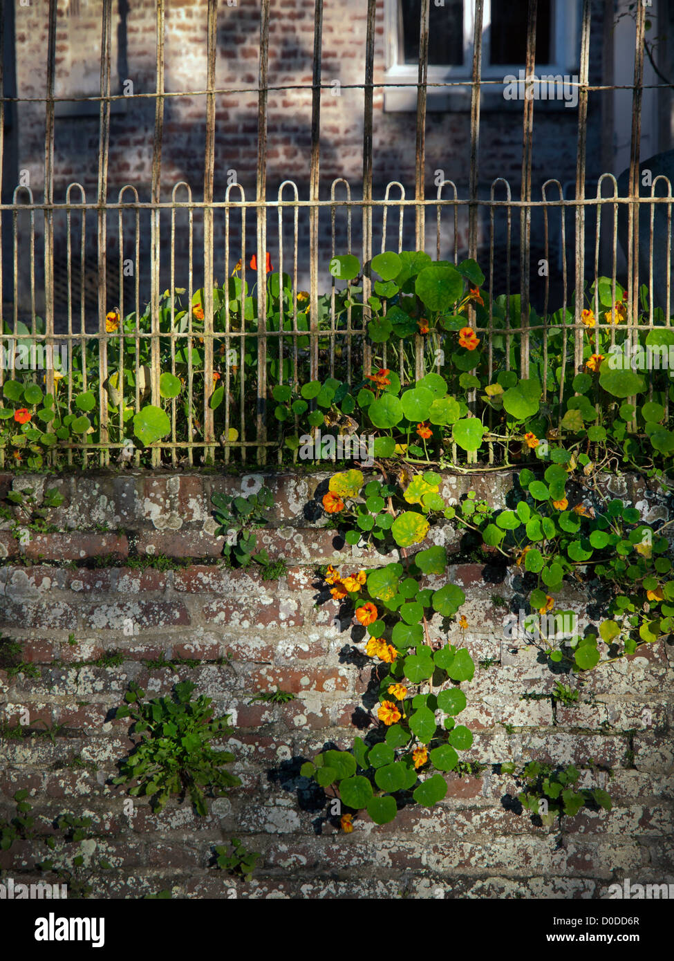 Nasturtium pendent un vieux mur de brique en Normandie. Banque D'Images