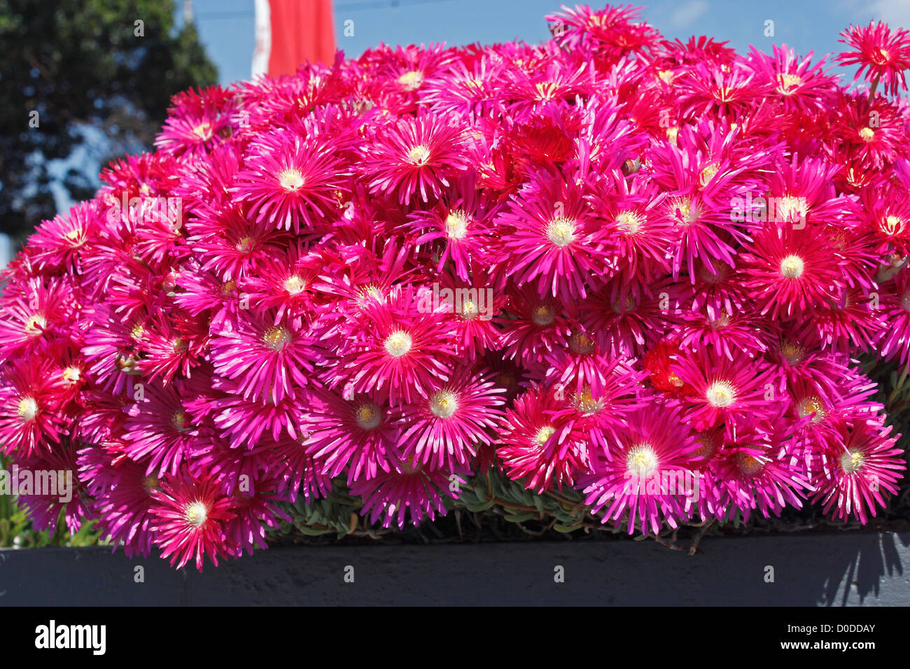 Midi fleurs Madère Banque D'Images Midi fleurs Madère Banque D'Images