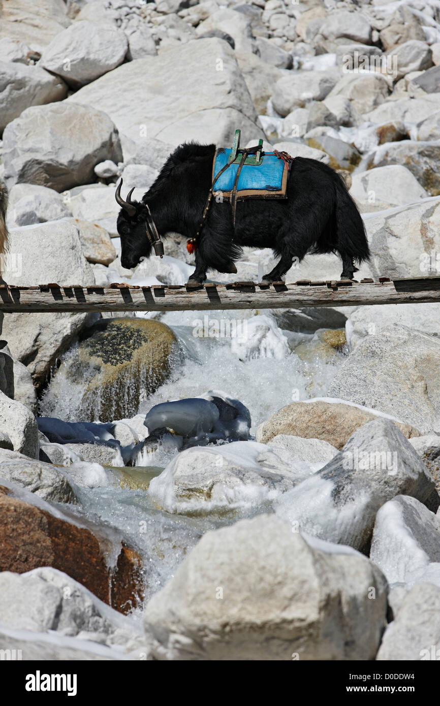 Un yak traverse un pont de bois près du mont Everest. Banque D'Images