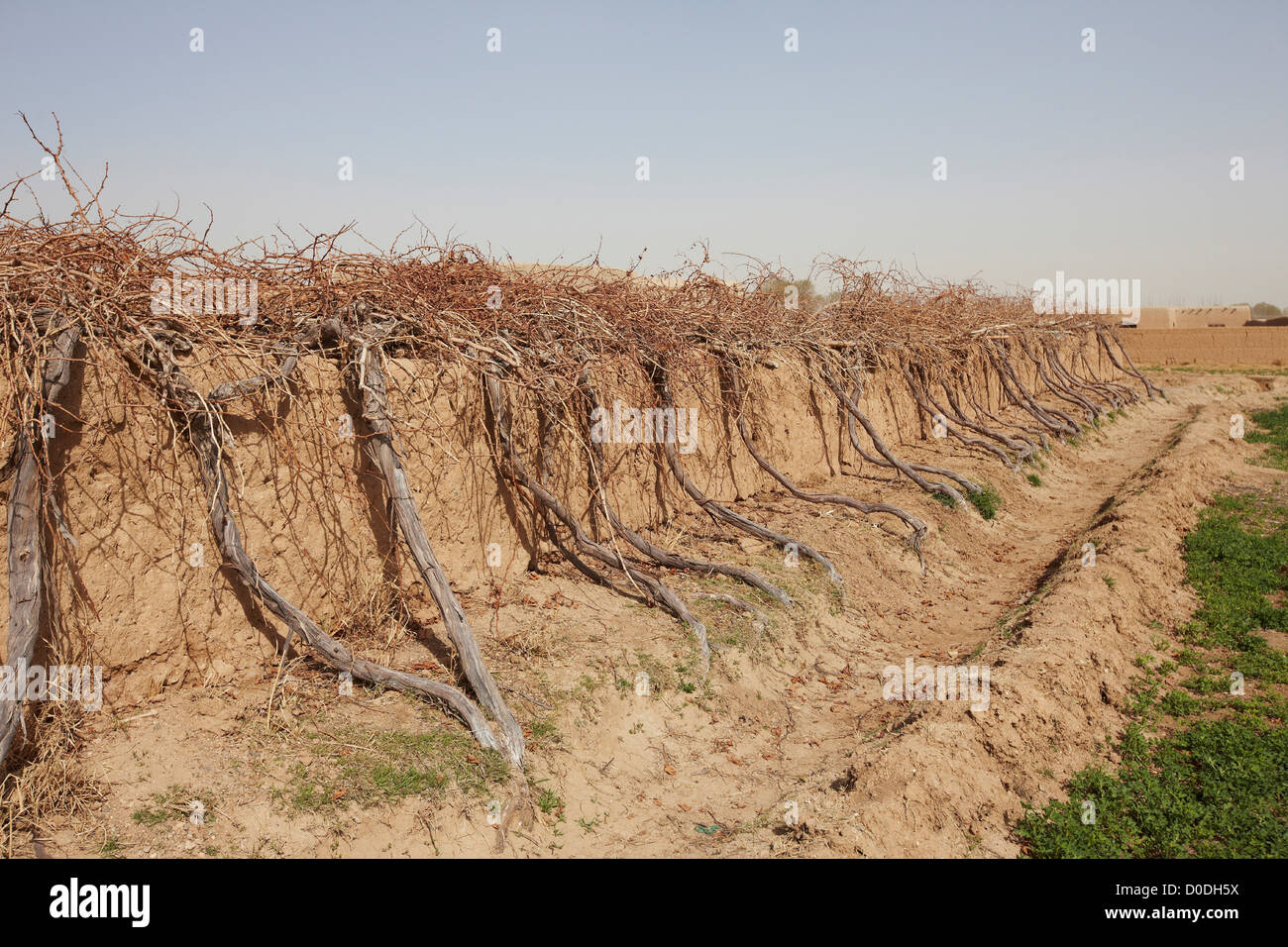 Vignoble abandonné, dans la province d'Helmand en Afghanistan Banque D'Images