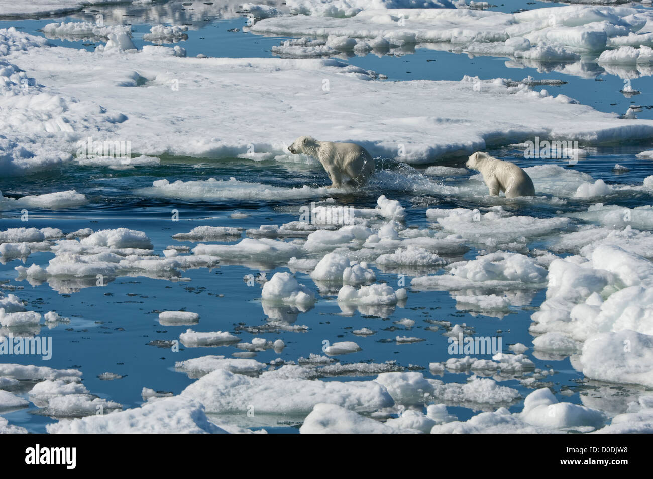 Deux oursons de l'ours polaire (Ursus maritimus) tournant sur la banquise, archipel du Svalbard, mer de Barents, Norvège Banque D'Images