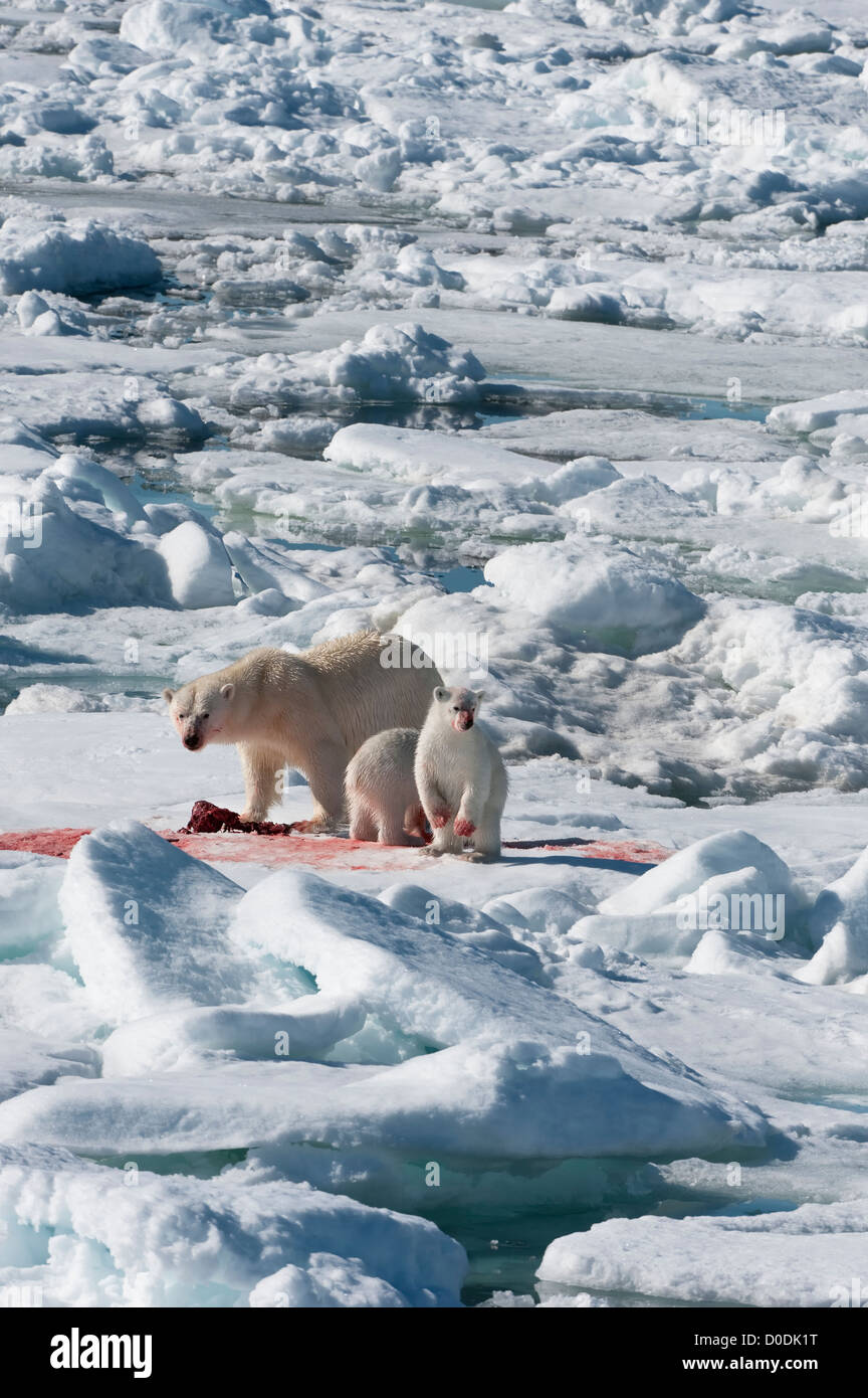 Femme ours polaire (Ursus maritimus) avec deux oursons mangeant un chassé le phoque annelé, l'archipel du Svalbard, mer de Barents, Norvège Banque D'Images