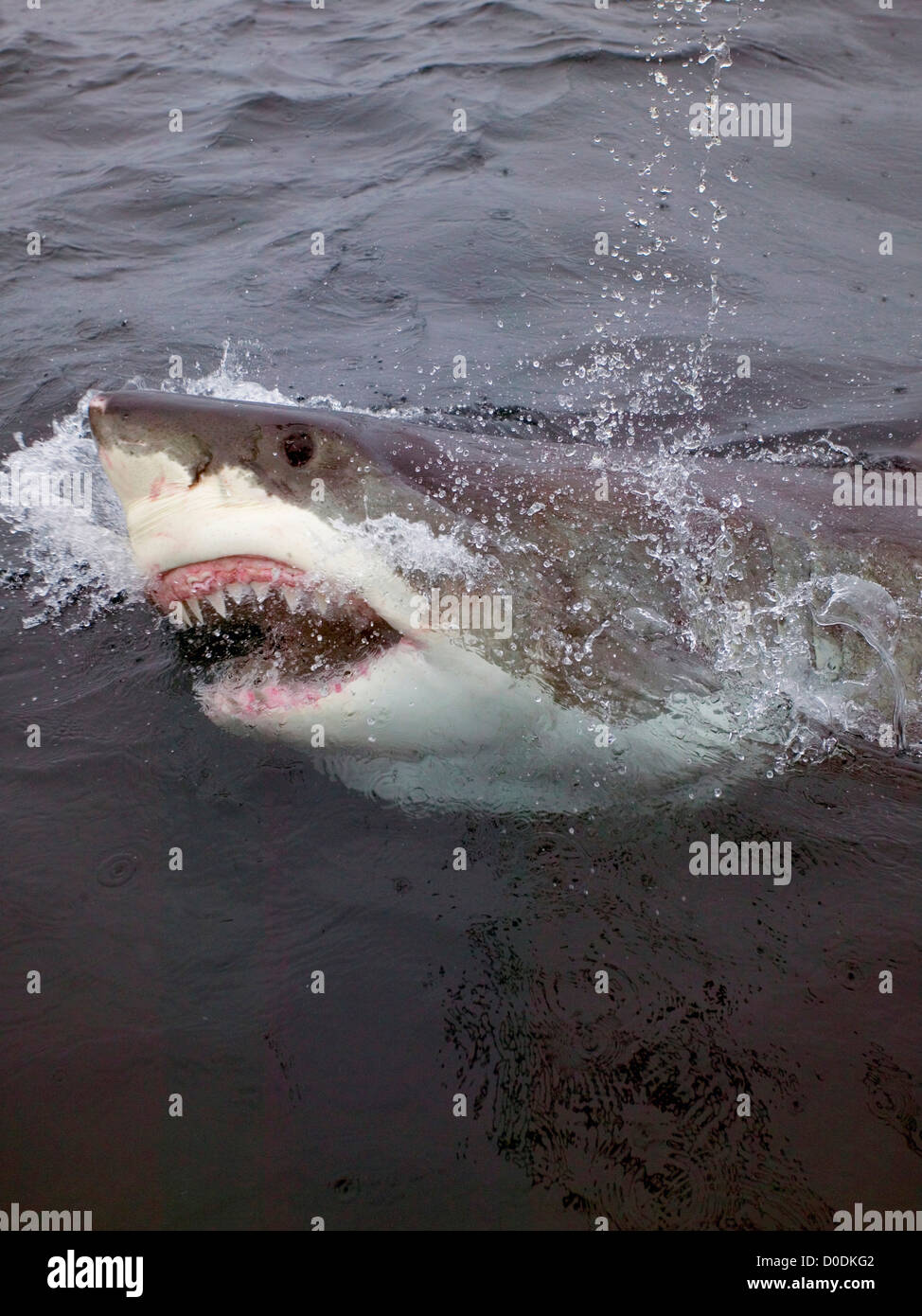 Un grand requin blanc d'attaquer à la surface de l'eau Banque D'Images