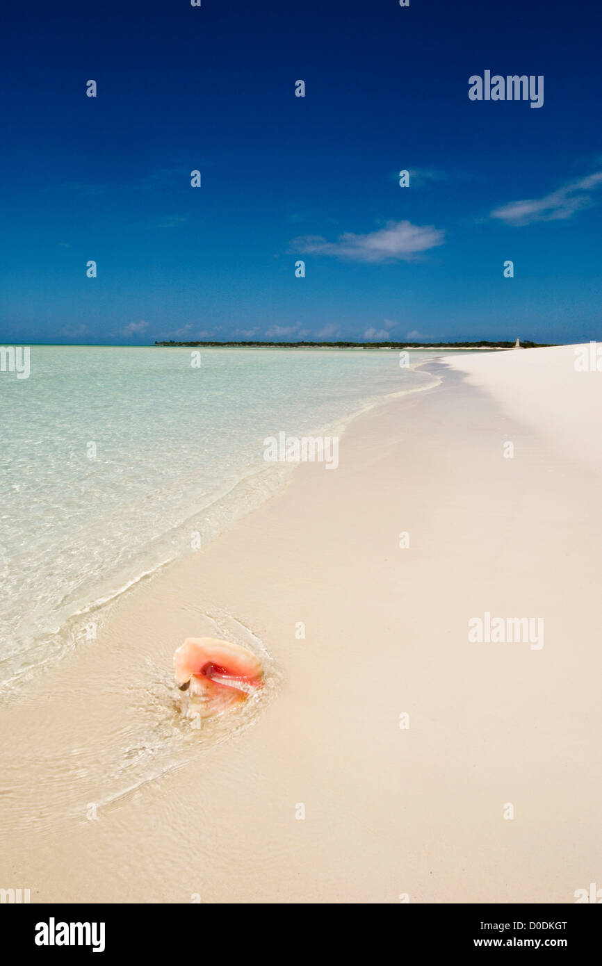 Le Lambi Shell sur une île isolée Shore Banque D'Images