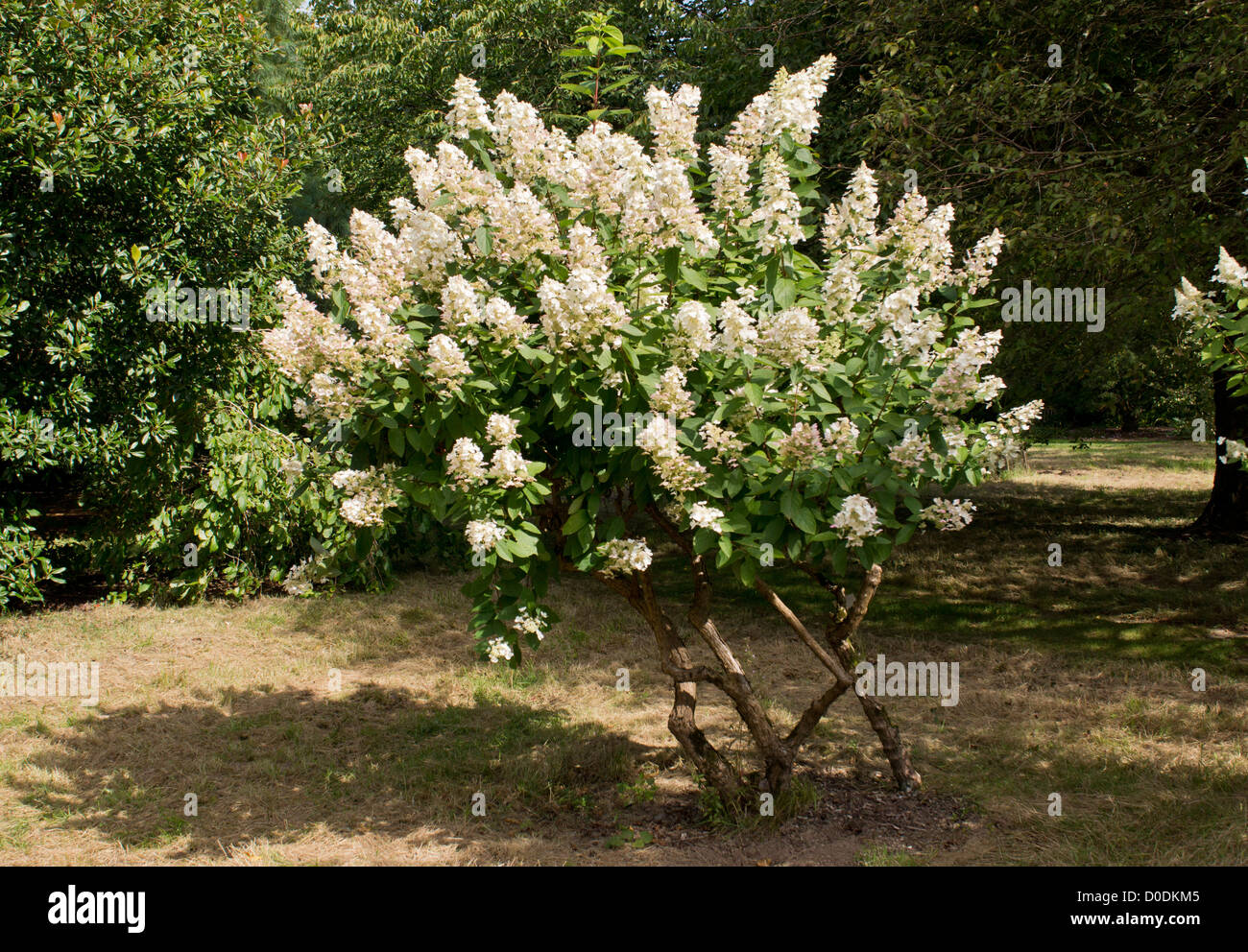 Hydrangea paniculata 'Kyushu'. Jardin hybride. Banque D'Images