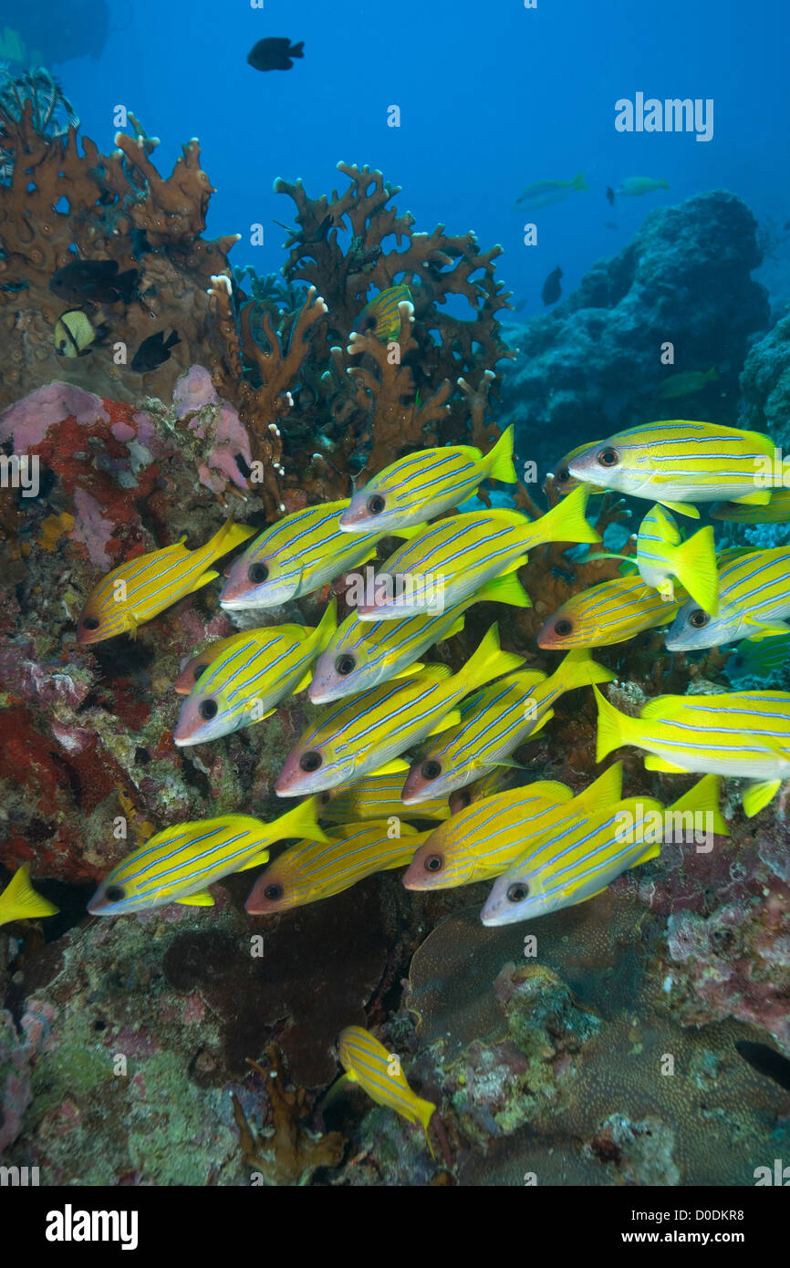 Bordée de bleu scolarité Snapper Banque D'Images