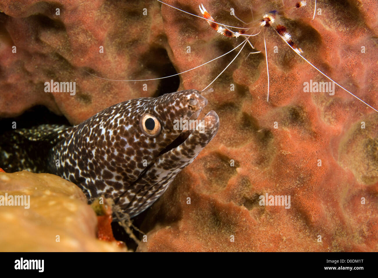 Spotted Moray lors d'une station de nettoyage Banque D'Images