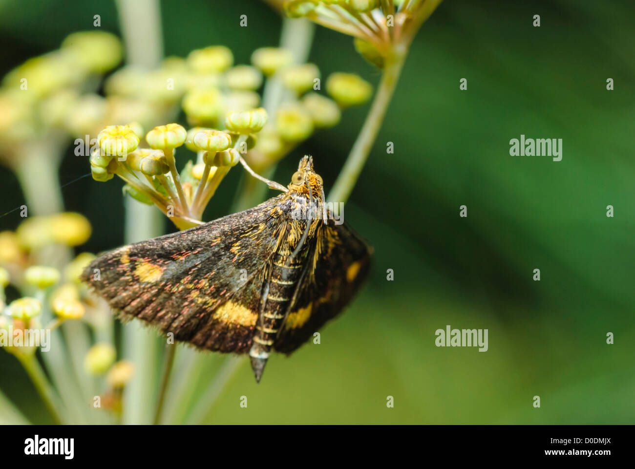 Pyrausta aurata espèce reposant sur le fenouil dans un jardin du sud du Yorkshire, montrant sa très allongé, près de plume-comme des écailles. Banque D'Images