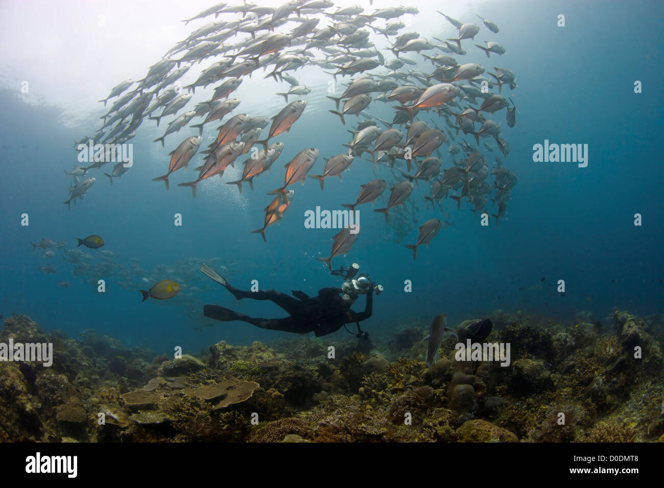 Photographe sous-marin et caranges, Cape Kri, Indonésie Banque D'Images