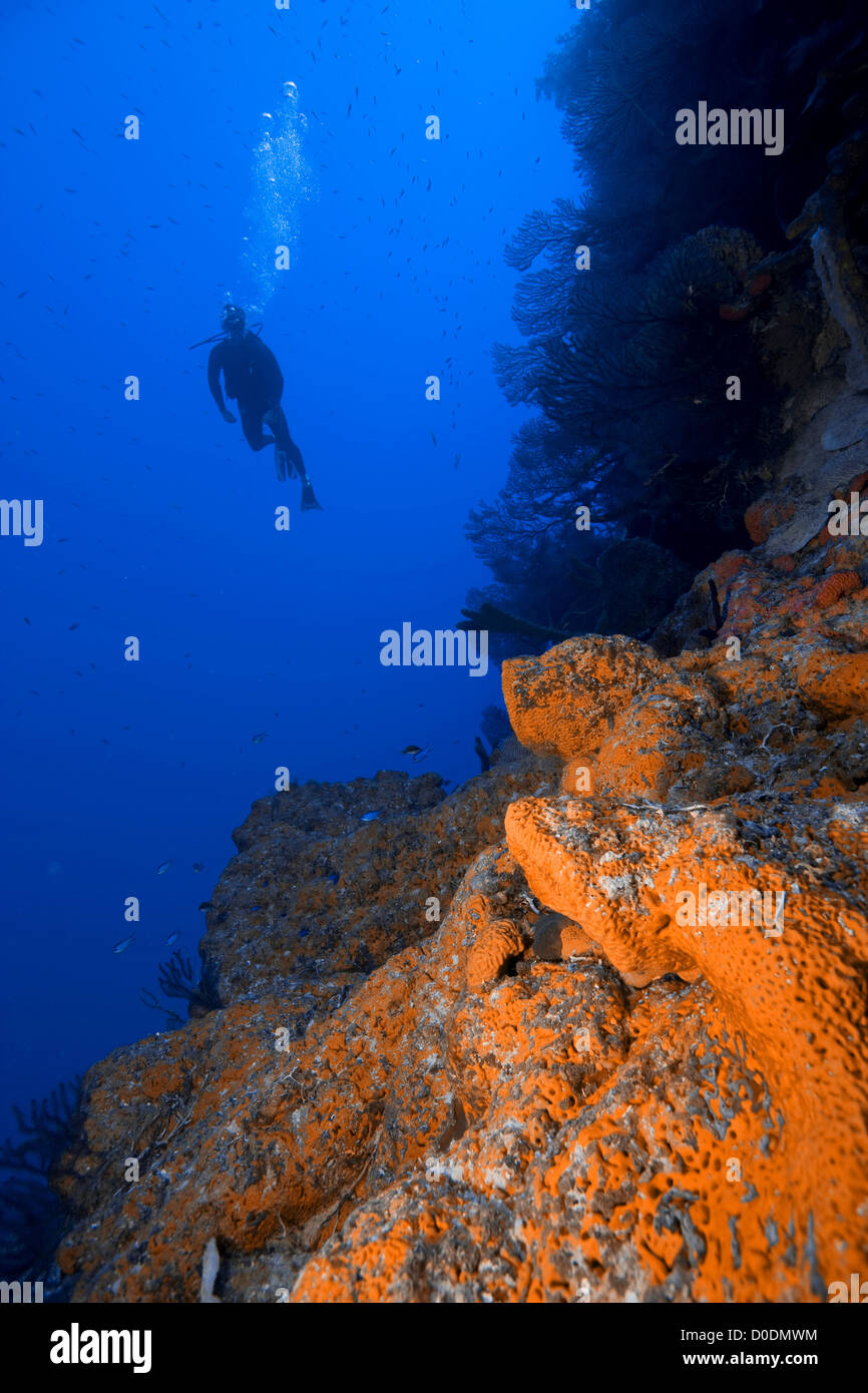 Plongée sous-marine près de French Cay Banque D'Images