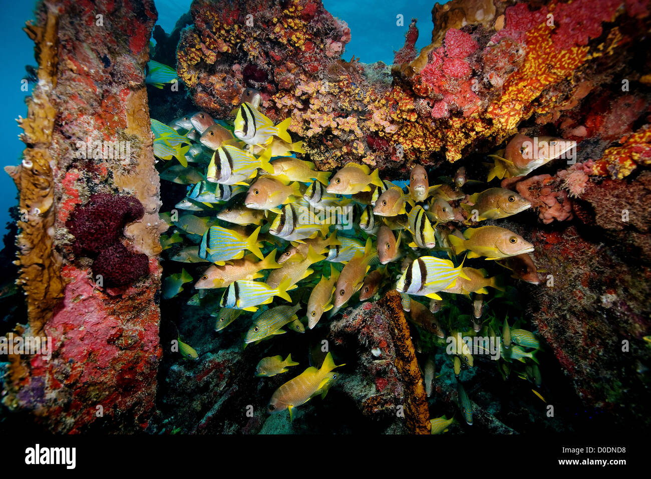 Sur les bancs de poissons in Benwood Wreck Banque D'Images