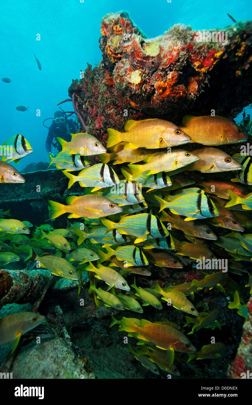 Sur les bancs de poissons in Benwood Wreck Banque D'Images