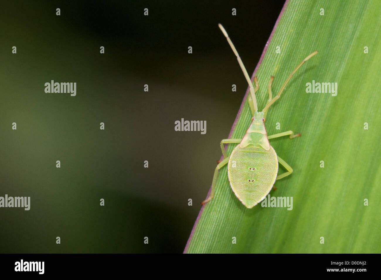 Katydid nymphe. La famille Tettigoniidae, connu en anglais américain comme katydids et en anglais britannique comme bush-grillons. Banque D'Images
