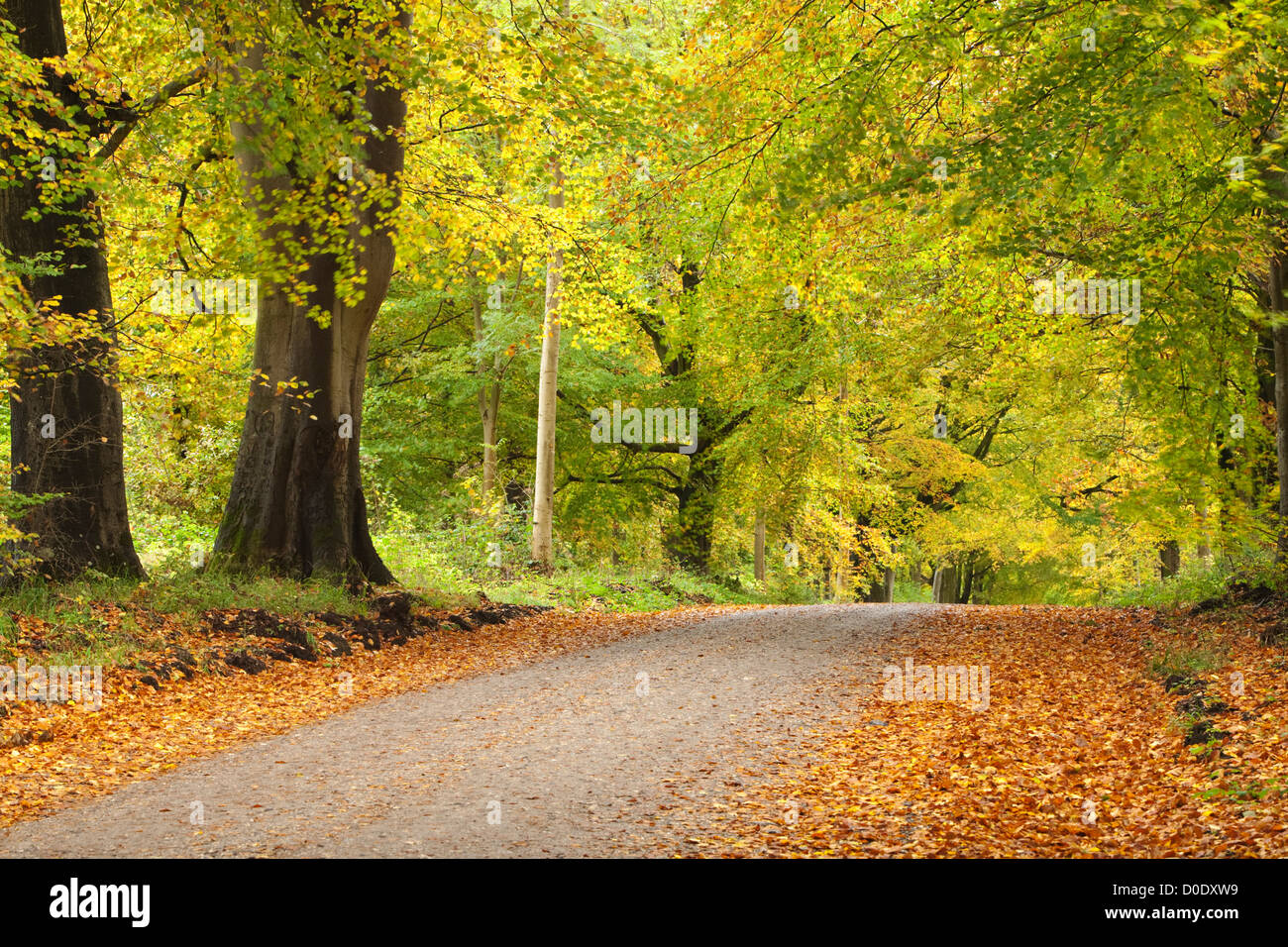 La couleur en automne dans le hêtres qui bordent la Grand Avenue par Savernake Forest près de Marlborough, Wiltshire, Royaume-Uni Banque D'Images