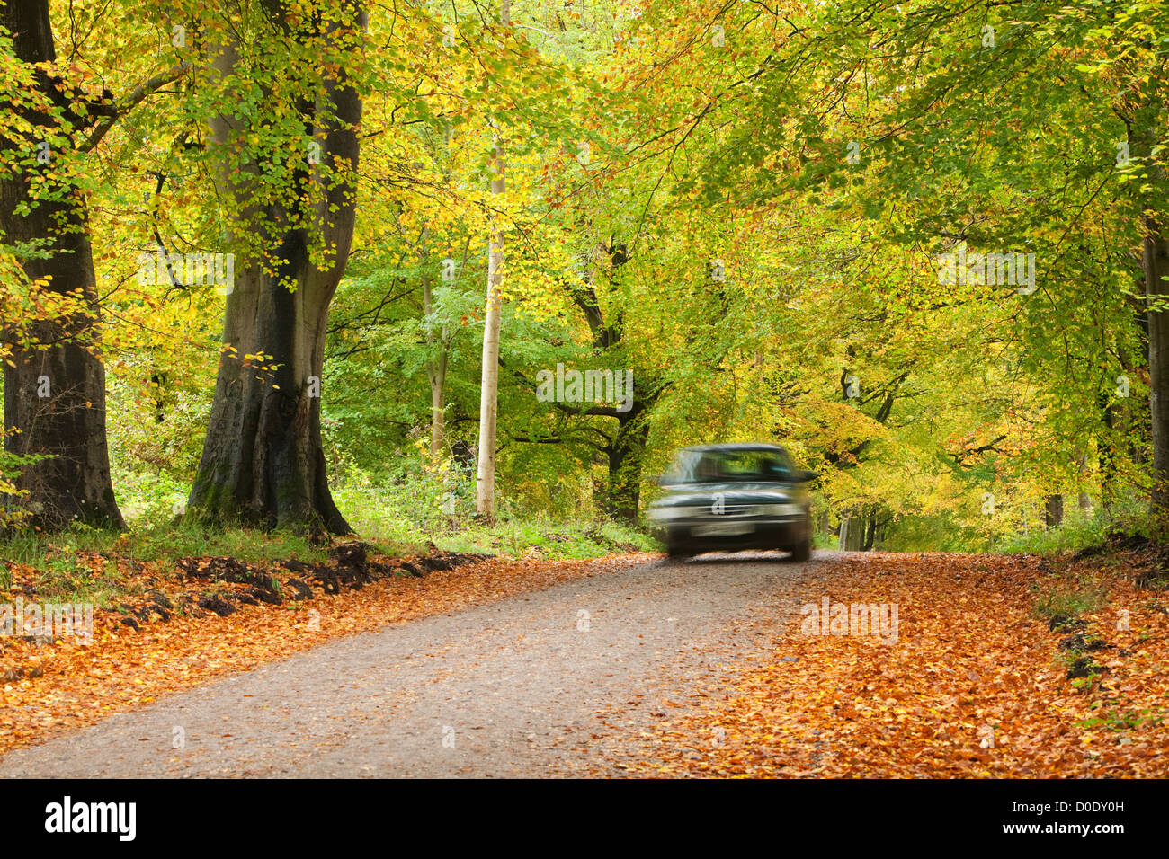 La couleur en automne dans le hêtres qui bordent la Grand Avenue par Savernake Forest près de Marlborough, Wiltshire, Royaume-Uni Banque D'Images