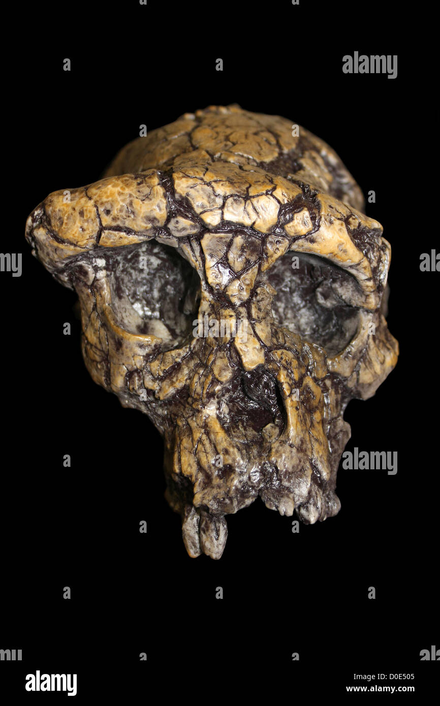 Sahelanthropus tchadensis Banque D'Images