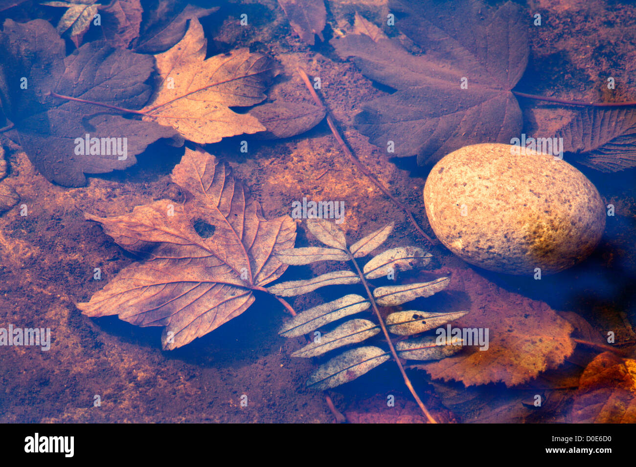 L'automne les feuilles submergées dans une rivière Ure Rock Pool at Aysgarth Falls Wensleydale North Yorkshire Angleterre Banque D'Images