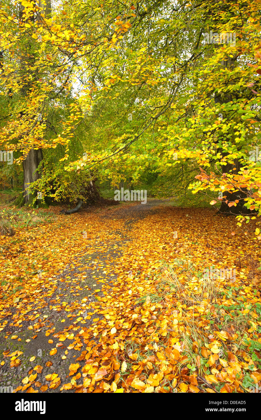 Sentier à travers les arbres d'automne, Savernake Forest, près de Marlborough, Wiltshire, Royaume-Uni Banque D'Images