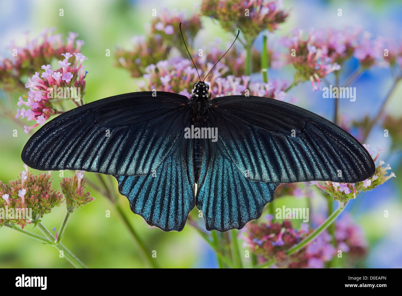 Homme Grand Mormon Butterfly Banque D'Images